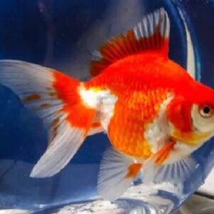 Ruykin Red & White Gold Fish 10Cm