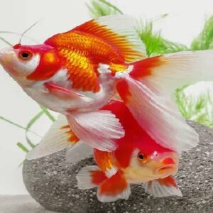 Ruykin Red White Gold Fish 8Cm