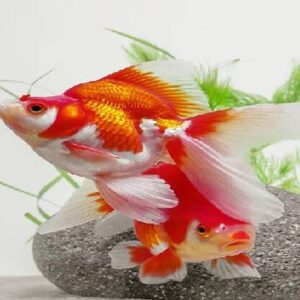 Ruykin Red White Gold Fish 9Cm