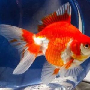 Ruykin Red & White Gold Fish 9Cm