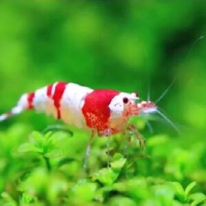 Red Crystal Shrimps 1.5Cm