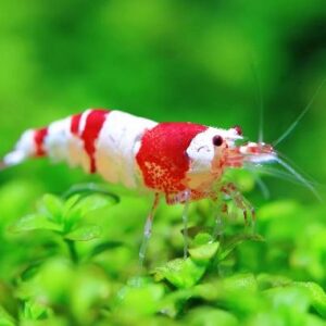 Red Crystal Shrimps 1.5Cm