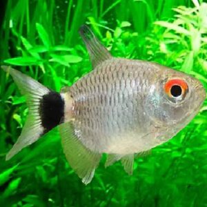 Red Eye Balloon Tetra 2.5Cm