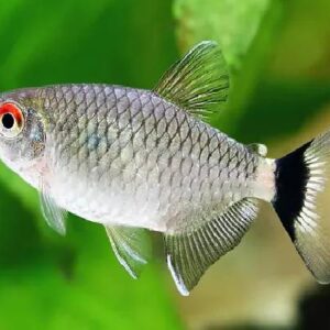 Red Eye Tetra 2.5cm