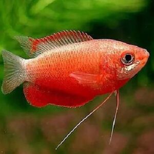 Red Honey Gourami 4.5Cm