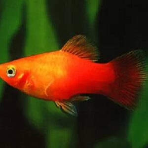 Red Platy 4Cm