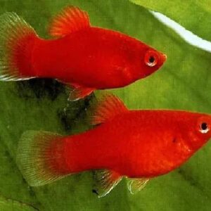 Red Platy Fish 3Cm