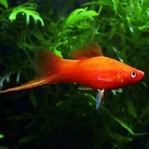 Red Sword Tail 3.5Cm