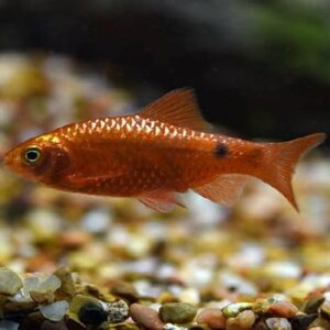 Rosy Barb Fish 4Cm