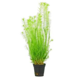Rotala Mayaca