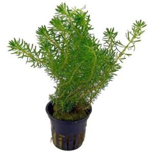Rotala Najeshan