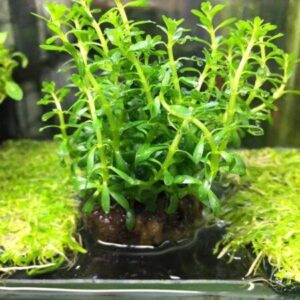 Rotala Najeshan- Ardisia Sp Aquatic plant