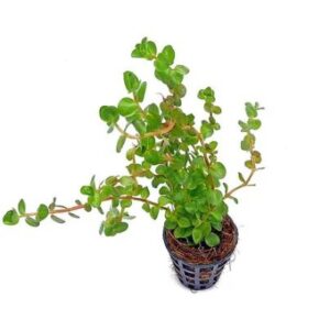 Rotala Red