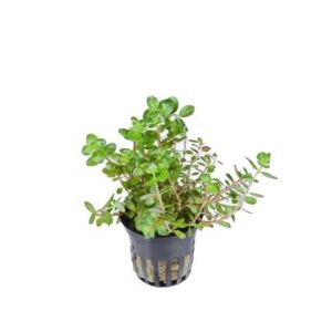 Rotala Rotudifoila