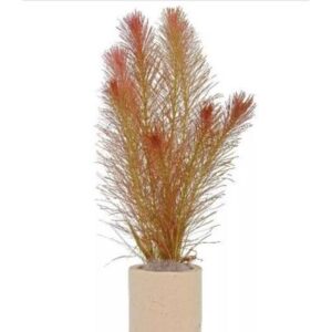 Rotala Wallichii