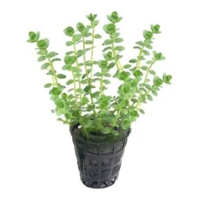Rotala Species Green