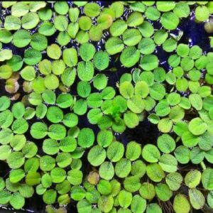 Salvinia Minima (Floating Plants)