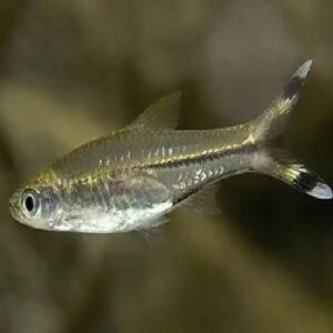 Sicssor Tail Rasbora 5Cm