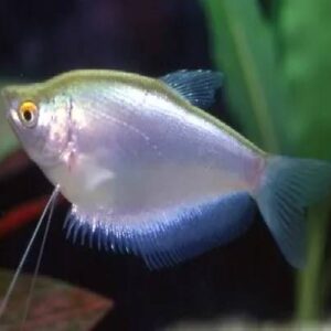 Silver Gourami 5Cm