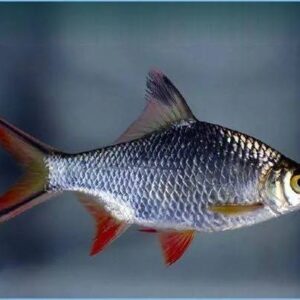 Silver Tinfoil Barb 8Cm