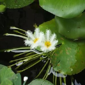 Snow Flakes Floating Plants