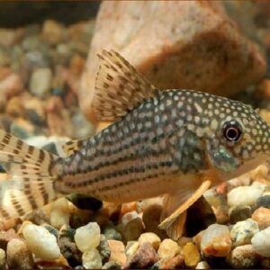 Sterbi Corydoras 3Cm