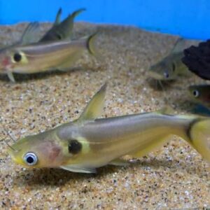 Sun Cat Fish 6Cm