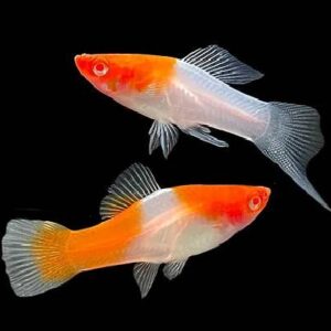 Sword Tail Red&White 4Cm
