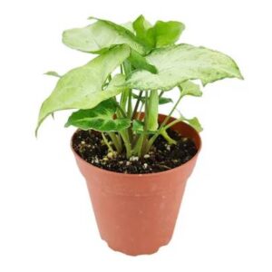 Syngonium White Butterfly