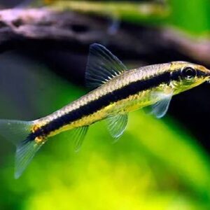Siamese Algea Eater Fish 4Cm