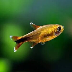 Silver Tip Tetra 2.5Cm