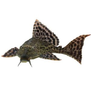Spotted Sucker 6.5Cm