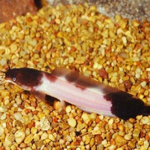 Spotted Walking Catfish 9Cm