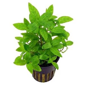 Staurogene Repens