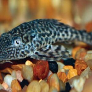 Sucker Fish Pleco 5Cm