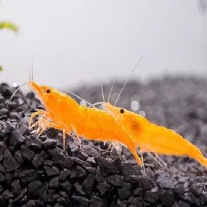 Sunskit Shrimps 1.5Cm