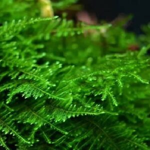 Taiwan Moss