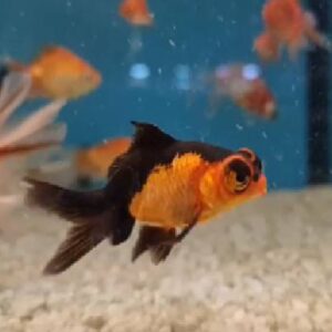Telescopic Black Gold 7Cm
