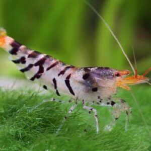 Tiger Shrimps 1.5Cm