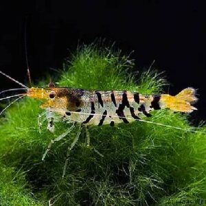 Tiger Shrimps 1.5Cm