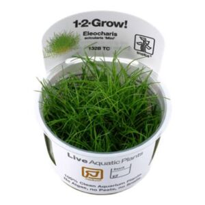 Tropica Eleocharis Acicularis Mini