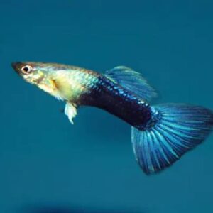 Turquoise Blue Guppy 3Cm