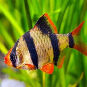 Tiger Barb Fish 3Cm