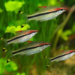Topido Barb Dani Sony Fish 5Cm