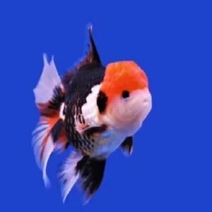 Tri Color Oranda grad A 5 to 6