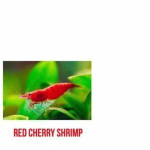 Red Cherry Shirmps
