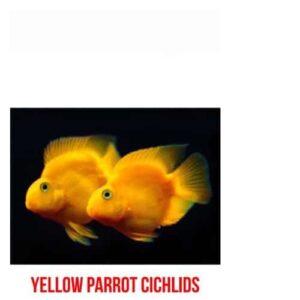 Yellow Parrot Cichilids