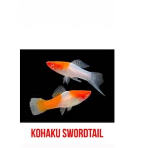 Kohaku Koi Swordtails