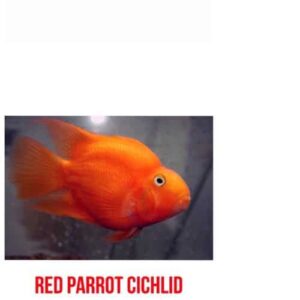 Red Parrot Cichlid