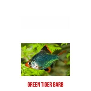 Tiger Green Barb